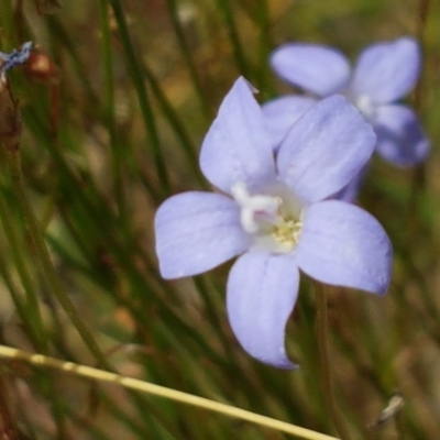 Wahlenbergia sp. (Bluebell) at Old Naas TSR - 23 Feb 2021 by trevorpreston