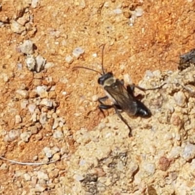 Sphecinae sp. (subfamily) (Unidentified Sand or Digger wasp) at Old Naas TSR - 23 Feb 2021 by trevorpreston