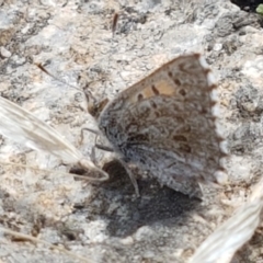 Lucia limbaria (Chequered Copper) at Old Naas TSR - 23 Feb 2021 by trevorpreston