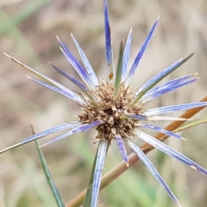 Eryngium ovinum at Paddys River, ACT - 23 Feb 2021