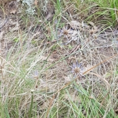 Eryngium ovinum at Paddys River, ACT - 23 Feb 2021