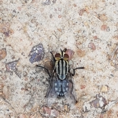 Sarcophagidae sp. (family) (Unidentified flesh fly) at Paddys River, ACT - 23 Feb 2021 by tpreston