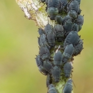 Aphididae (family) at Paddys River, ACT - 23 Feb 2021