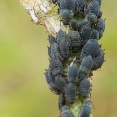 Aphididae (family) (Unidentified aphid) at Paddys River, ACT - 23 Feb 2021 by tpreston