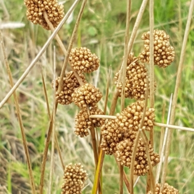 Juncus australis (Australian Rush) at Gibraltar Pines - 23 Feb 2021 by trevorpreston