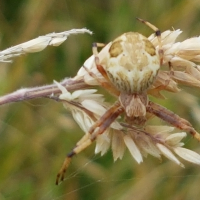 Araneinae (subfamily) (Orb weaver) at Paddys River, ACT - 23 Feb 2021 by tpreston