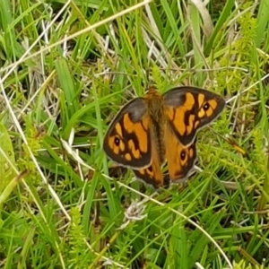 Heteronympha penelope at Paddys River, ACT - 23 Feb 2021 01:00 PM