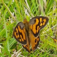 Heteronympha penelope at Paddys River, ACT - 23 Feb 2021 01:00 PM
