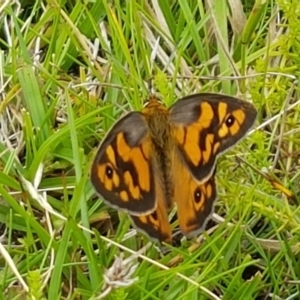 Heteronympha penelope at Paddys River, ACT - 23 Feb 2021 01:00 PM
