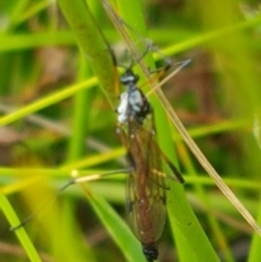 Gynoplistia sp. (genus) (Crane fly) at Paddys River, ACT - 23 Feb 2021 by tpreston