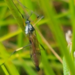 Gynoplistia sp. (genus) at Paddys River, ACT - 23 Feb 2021