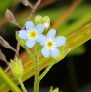 Myosotis laxa subsp. caespitosa at Gibraltar Pines - 23 Feb 2021