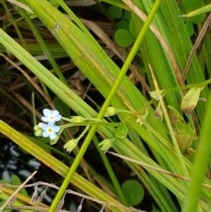 Myosotis laxa subsp. caespitosa at Gibraltar Pines - 23 Feb 2021