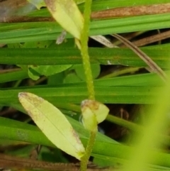 Myosotis laxa subsp. caespitosa at Gibraltar Pines - 23 Feb 2021