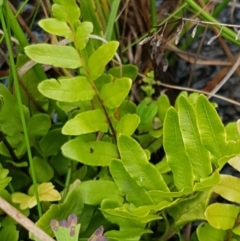 Unidentified Fern or Clubmoss at Gibraltar Pines - 23 Feb 2021 by trevorpreston