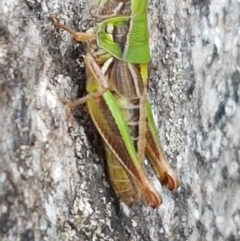 Praxibulus sp. (genus) (A grasshopper) at Paddys River, ACT - 23 Feb 2021 by trevorpreston