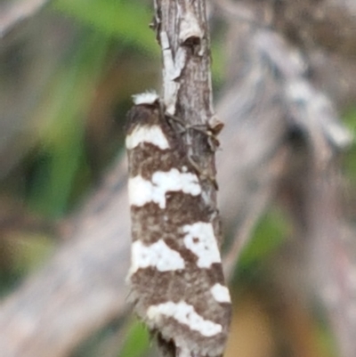Lepidoscia (genus) ADULT at Paddys River, ACT - 23 Feb 2021 by trevorpreston