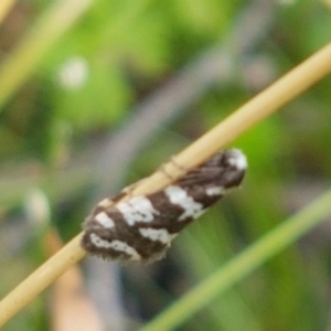 Lepidoscia (genus) ADULT at Paddys River, ACT - 23 Feb 2021 12:51 PM