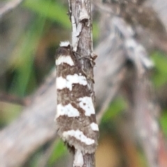 Lepidoscia (genus) ADULT at Paddys River, ACT - 23 Feb 2021 12:51 PM