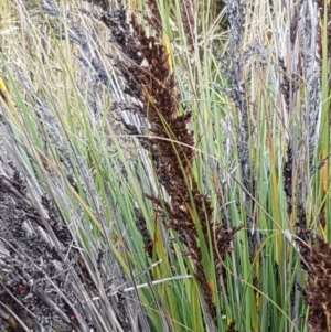 Gahnia subaequiglumis at Paddys River, ACT - 23 Feb 2021