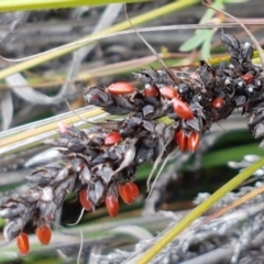 Gahnia subaequiglumis at Paddys River, ACT - 23 Feb 2021