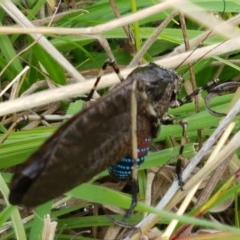 Acripeza reticulata at Paddys River, ACT - 23 Feb 2021