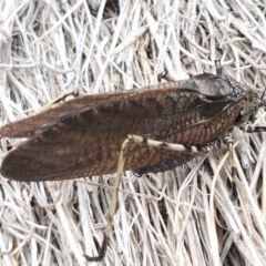 Acripeza reticulata at Paddys River, ACT - 23 Feb 2021