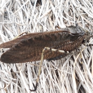 Acripeza reticulata at Paddys River, ACT - 23 Feb 2021