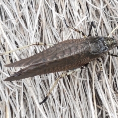 Acripeza reticulata at Paddys River, ACT - 23 Feb 2021