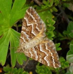 Chrysolarentia heliacaria at Paddys River, ACT - 23 Feb 2021