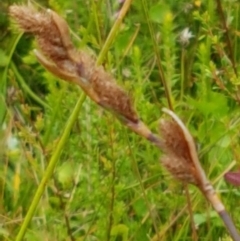 Baloskion australe at Paddys River, ACT - 23 Feb 2021