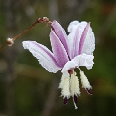 Arthropodium milleflorum (Vanilla Lily) at Paddys River, ACT - 23 Feb 2021 by trevorpreston