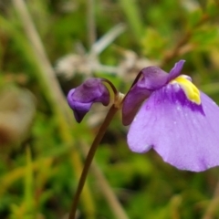 Utricularia dichotoma at Paddys River, ACT - 23 Feb 2021 12:42 PM