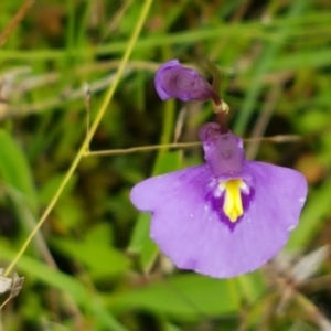 Utricularia dichotoma at Paddys River, ACT - 23 Feb 2021 12:42 PM