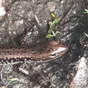 Eulamprus heatwolei at Paddys River, ACT - 23 Feb 2021 12:42 PM