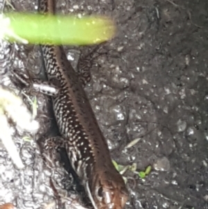 Eulamprus heatwolei at Paddys River, ACT - 23 Feb 2021