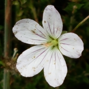 Geranium neglectum at Paddys River, ACT - 23 Feb 2021 12:39 PM