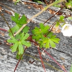 Geranium neglectum at Paddys River, ACT - 23 Feb 2021 12:39 PM