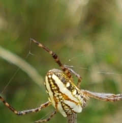 Plebs bradleyi (Enamelled spider) at Paddys River, ACT - 23 Feb 2021 by tpreston