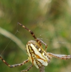 Plebs bradleyi (Enamelled spider) at Gibraltar Pines - 23 Feb 2021 by trevorpreston