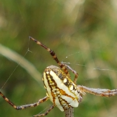 Plebs bradleyi (Enamelled spider) at Paddys River, ACT - 23 Feb 2021 by tpreston