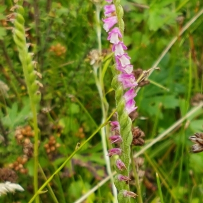 Spiranthes australis (Austral Ladies Tresses) at Paddys River, ACT - 23 Feb 2021 by trevorpreston