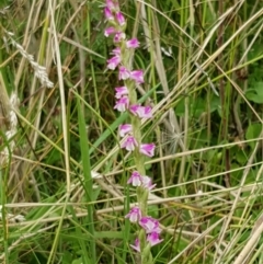 Spiranthes australis at Paddys River, ACT - 23 Feb 2021