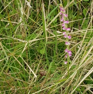 Spiranthes australis at Paddys River, ACT - 23 Feb 2021