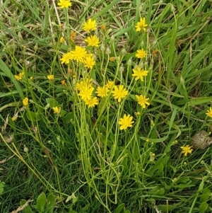 Crepis capillaris at Paddys River, ACT - 23 Feb 2021 12:33 PM