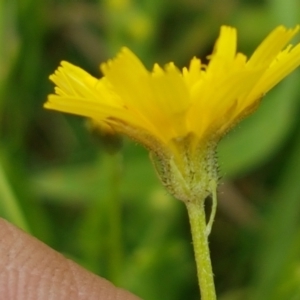 Crepis capillaris at Paddys River, ACT - 23 Feb 2021 12:33 PM