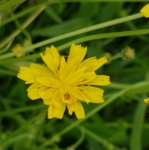 Crepis capillaris at Paddys River, ACT - 23 Feb 2021 12:33 PM