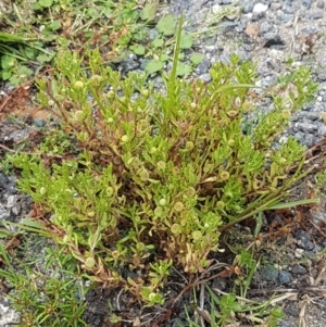 Centipeda cunninghamii at Paddys River, ACT - 23 Feb 2021