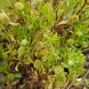 Centipeda cunninghamii at Paddys River, ACT - 23 Feb 2021