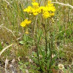 Podolepis jaceoides (Showy Copper-wire Daisy) at Cotter River, ACT - 23 Feb 2021 by trevorpreston